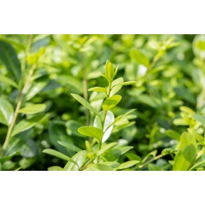Nahaufnahme der Japanischen Stechpalme Ilex Crenata Rotundifolia mit grünen Blättern.