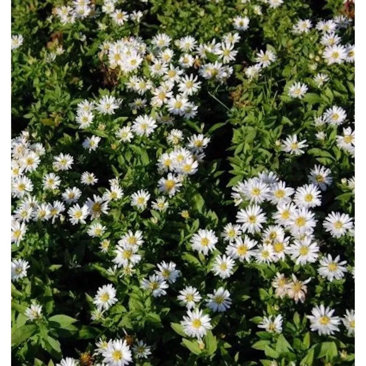 Kissenaster Schneekissen - Aster dumosus