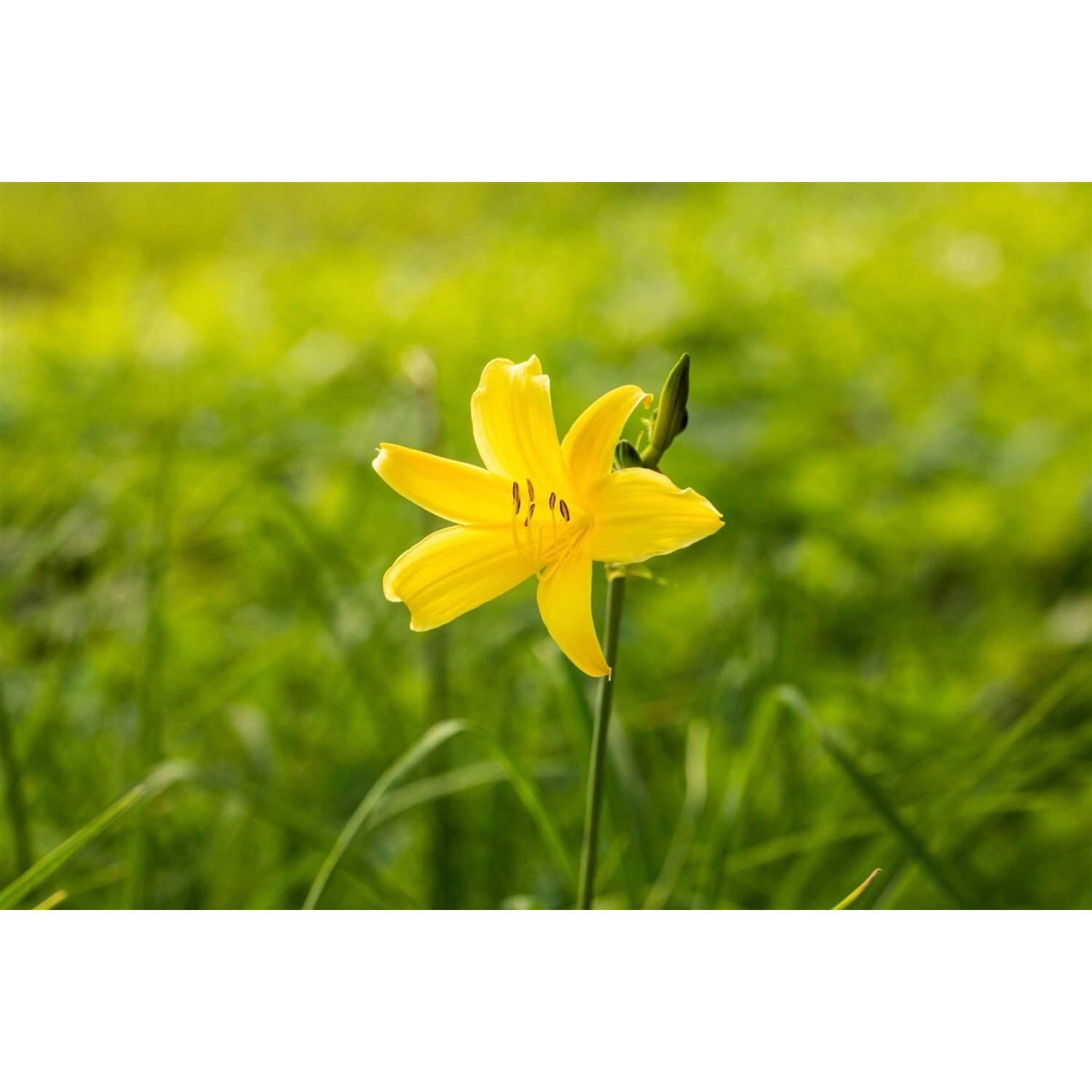 Gelbe Taglilie (Hemerocallis Minor) im Topf, eine attraktive Staude für sonnige Standorte.
