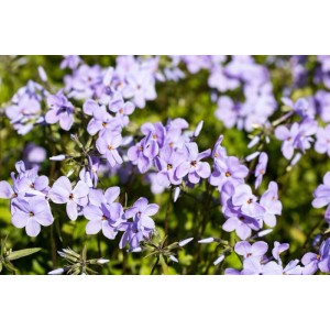 Blühender, blauer Teppichphlox (Phlox Stolonifera Blue Ridge) im Garten.