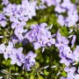Blühender, blauer Teppichphlox (Phlox Stolonifera Blue Ridge) im Garten.