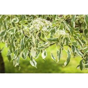 Grün-weißer Etagen-Hartriegel (Cornus controversa Variegata) mit weißen Blüten.