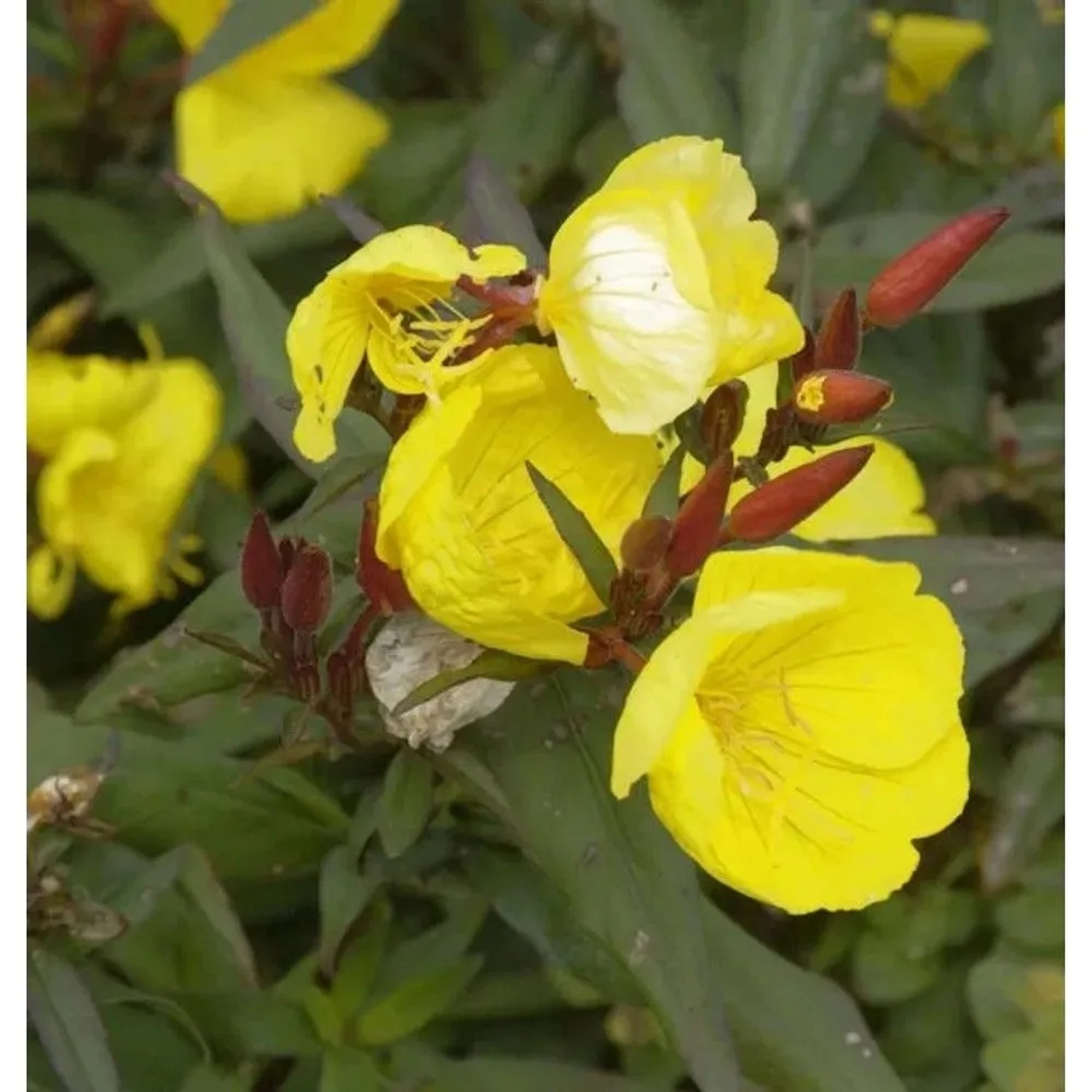 Nachtkerze Fyrverkeri - Oenothera fruticosa