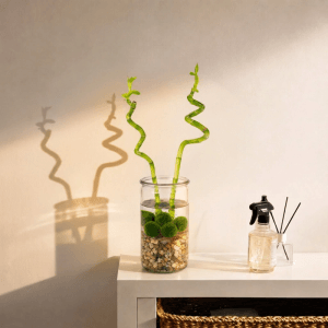 Zwei grüne, spiralförmige Lucky Bamboo Stäbe in einer Glasvase mit Marimo Moosbällen und hellen Dekosteinen. Dekorative Grünpflanze.
