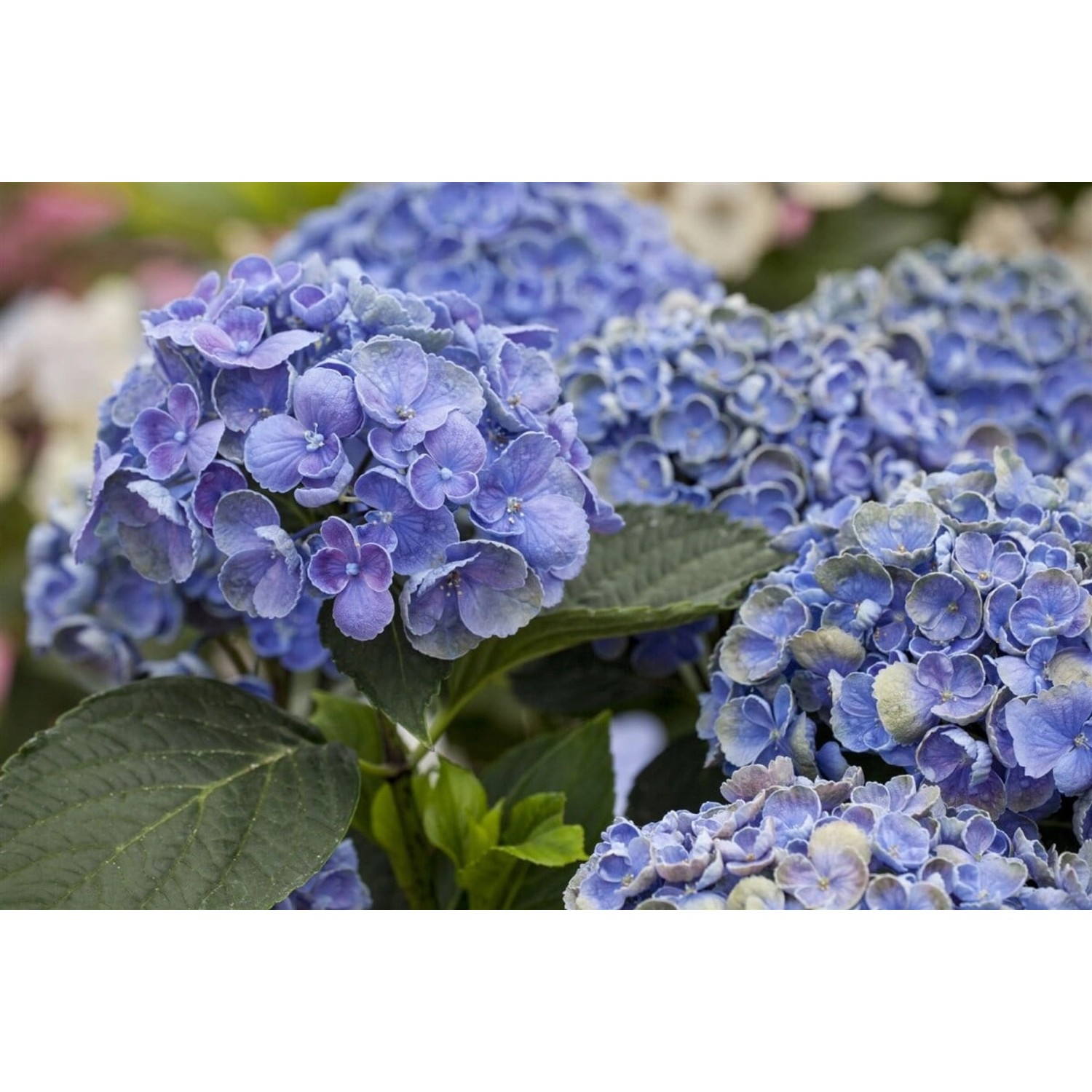 Hydrangea Mac. 'Hovaria® Hopcorn' Bauernhortensie 30-40 cm günstig online kaufen
