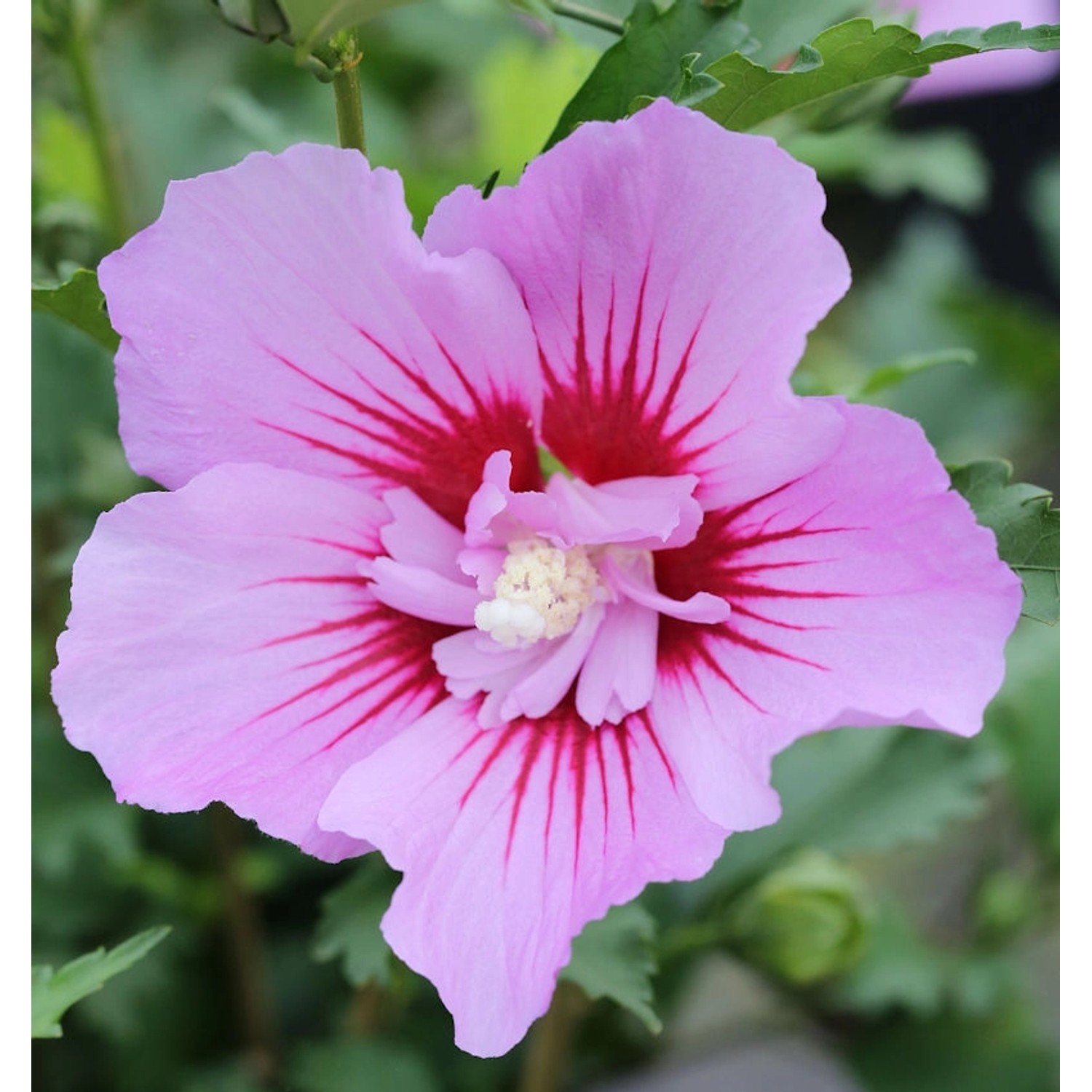 Garteneibisch Maike 80-100cm - Hibiscus syriacus günstig online kaufen