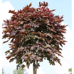 Hochstamm Säulen Blut Ahorn (Acer platanoides) mit purpurroten Blättern vor blauem Himmel.