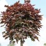 Hochstamm Säulen Blut Ahorn (Acer platanoides) mit purpurroten Blättern vor blauem Himmel.