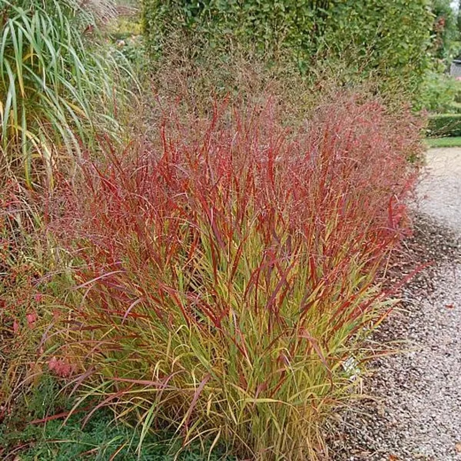 6x Rutenhirse 'Rehbraun' Panicum virgatum Topf 9 cm Rotbraune Halme