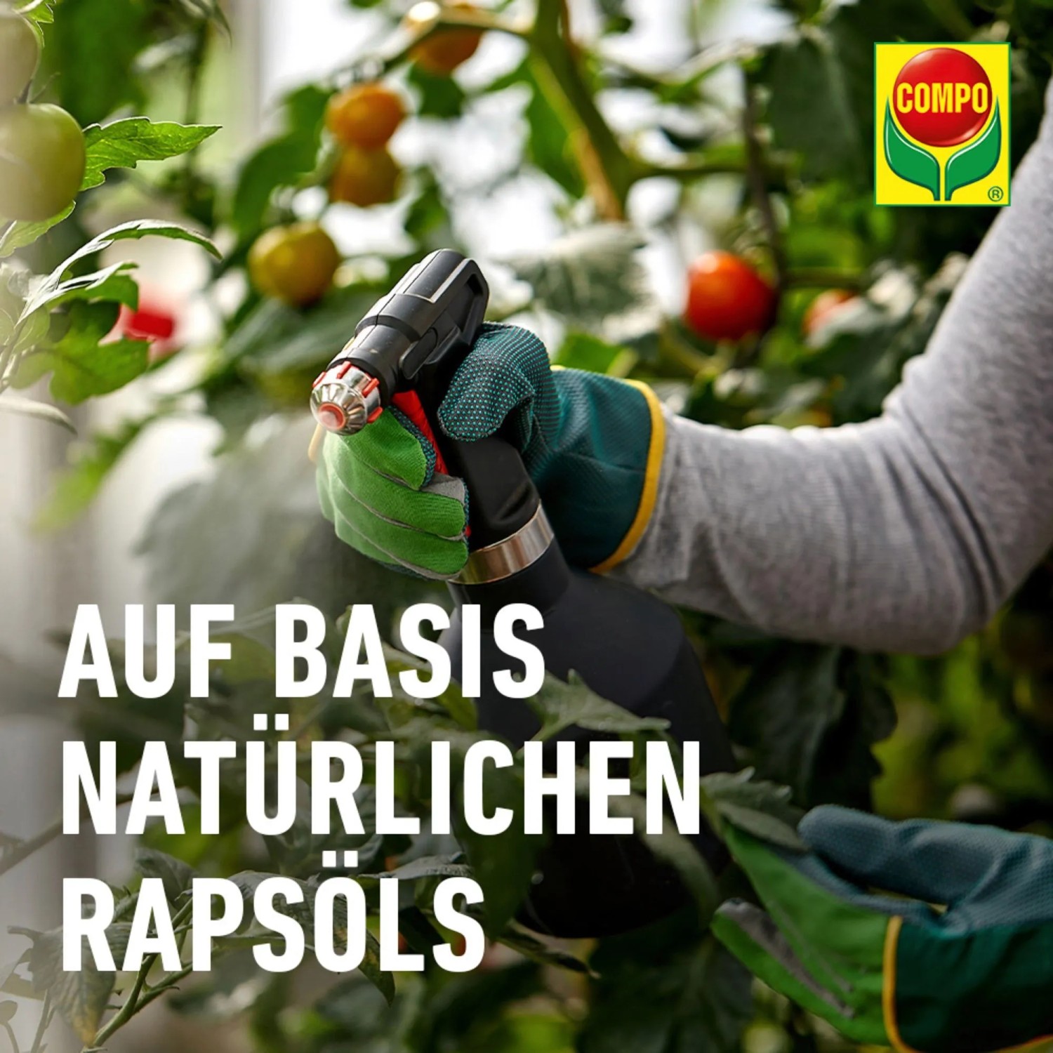 Anwendung von Compo Schädlingsfrei Plus gegen Blattläuse auf Tomatenpflanze.