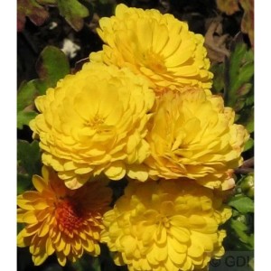 Nahaufnahme der Winteraster Bienchen (Chrysanthemum hortorum) mit gelben Blüten.