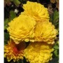 Nahaufnahme der Winteraster Bienchen (Chrysanthemum hortorum) mit gelben Blüten.