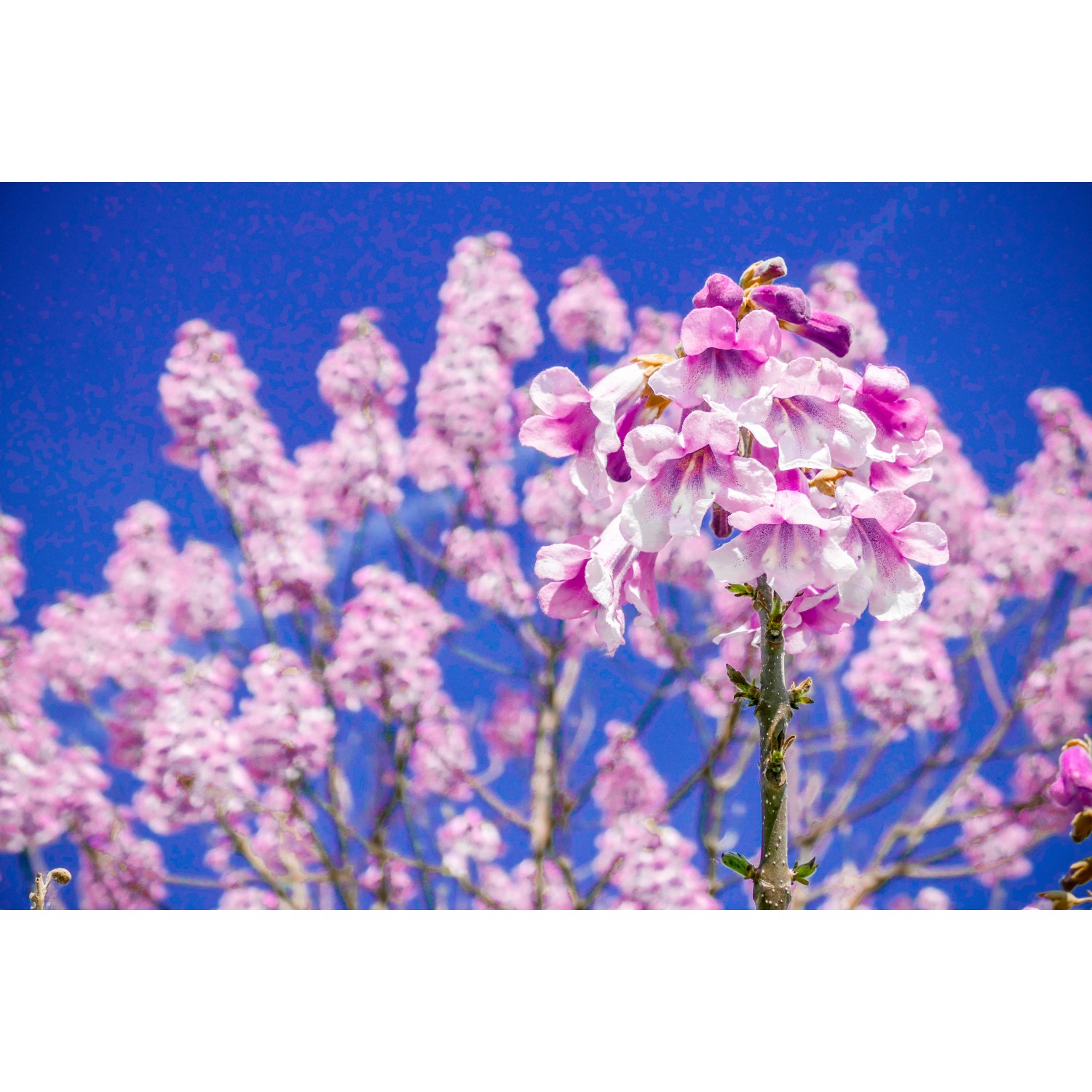 Blühender Blu CO2-Klimabaum (Paulownia Fortunei) mit lila Blüten im Topf.
