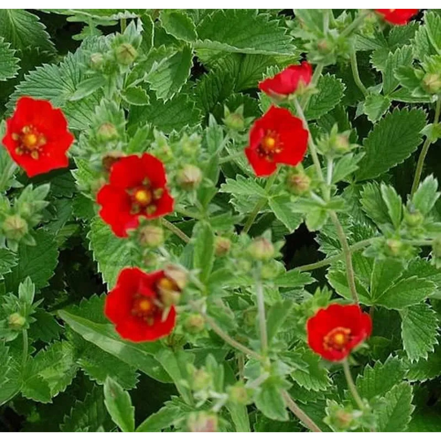 Fingerkraut Scharlach rot - Potentilla atrosanguinea