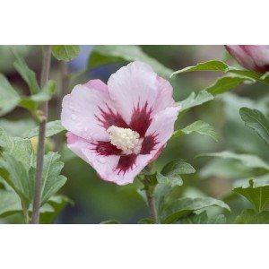 Nahaufnahme einer rosa Blüte des Hibiscus Syriacus 'Hamabo' Roseneibisch mit rotem Zentrum.