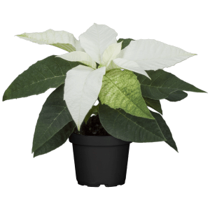 Weihnachtsstern in Weiß im Topf, ca. 15-20 cm hoch. Festliche Zimmerpflanze für die Weihnachtszeit.