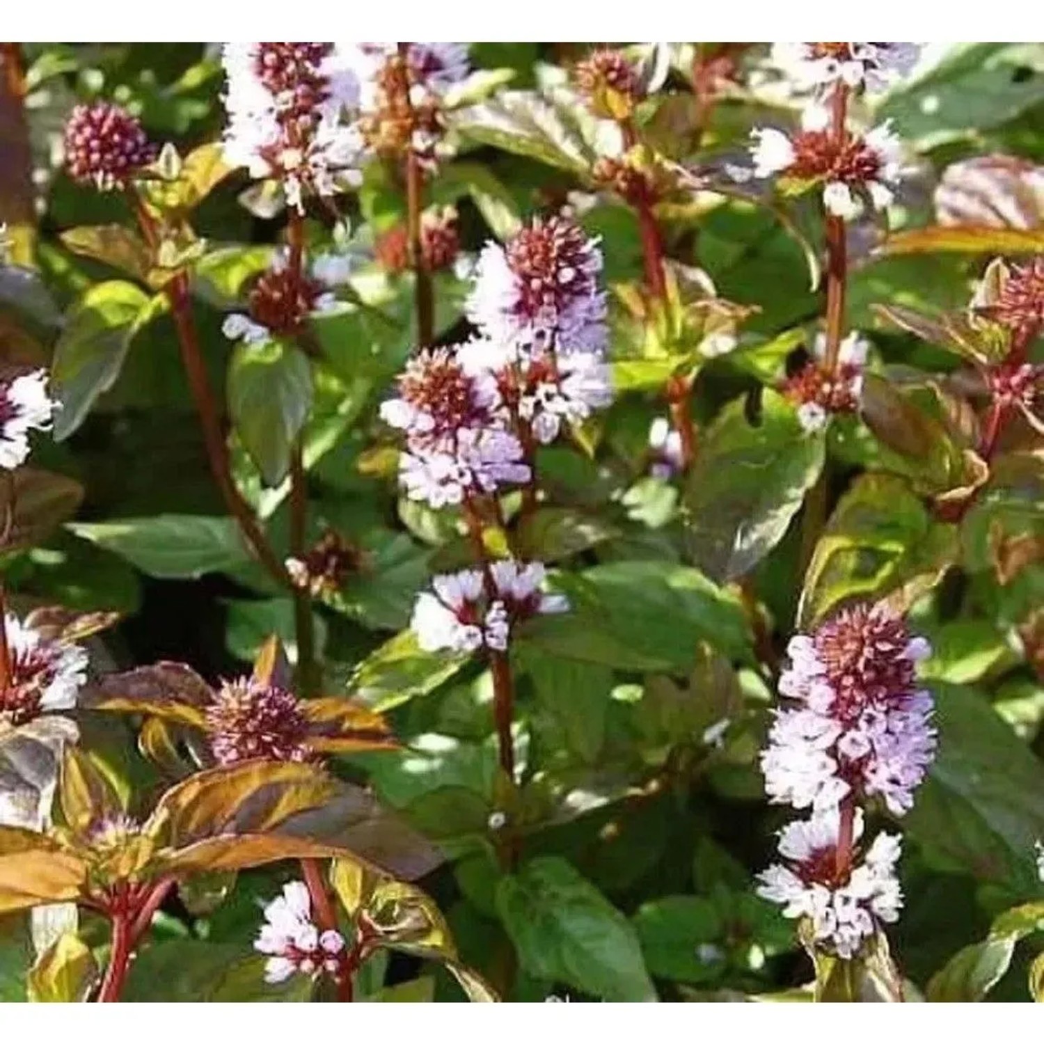 Pfefferminze Mitcham - Mentha piperita