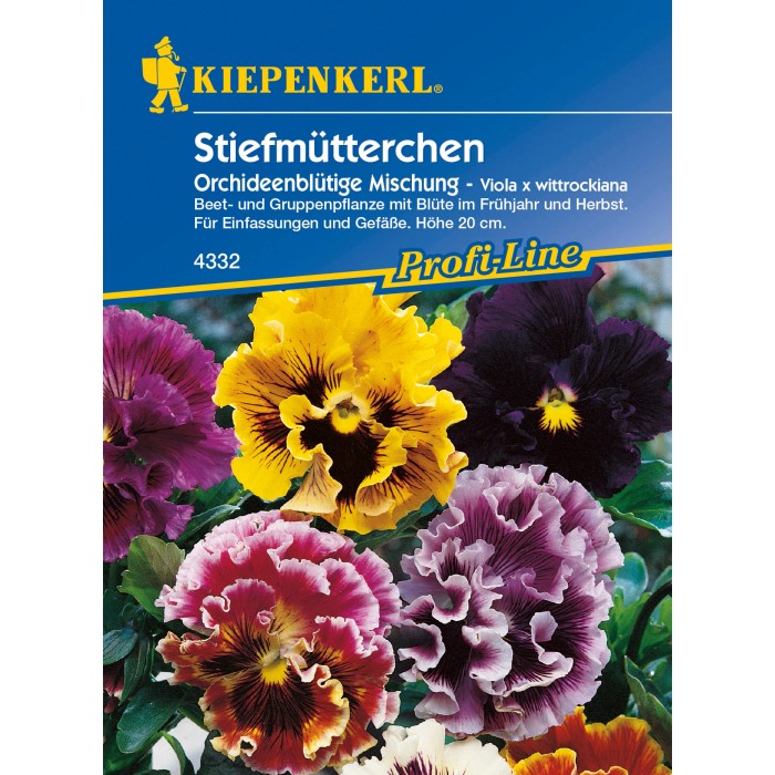 Stiefmütterchen kaufen bei OBI