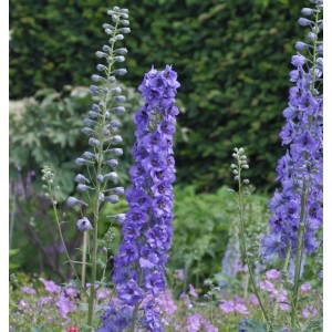 Blühender, hoher Rittersporn 'Lanzenträger' (Delphinium elatum) im Garten.