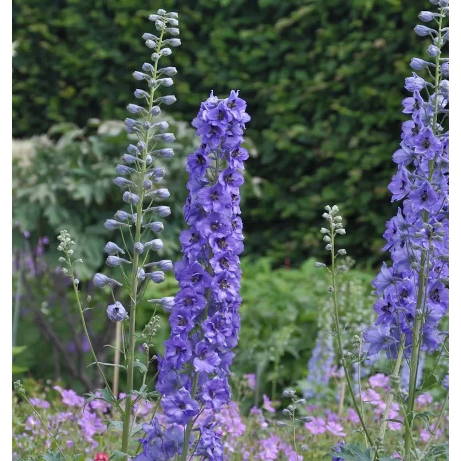 Hoher Rittersporn Lanzenträger - Delphinium elatum