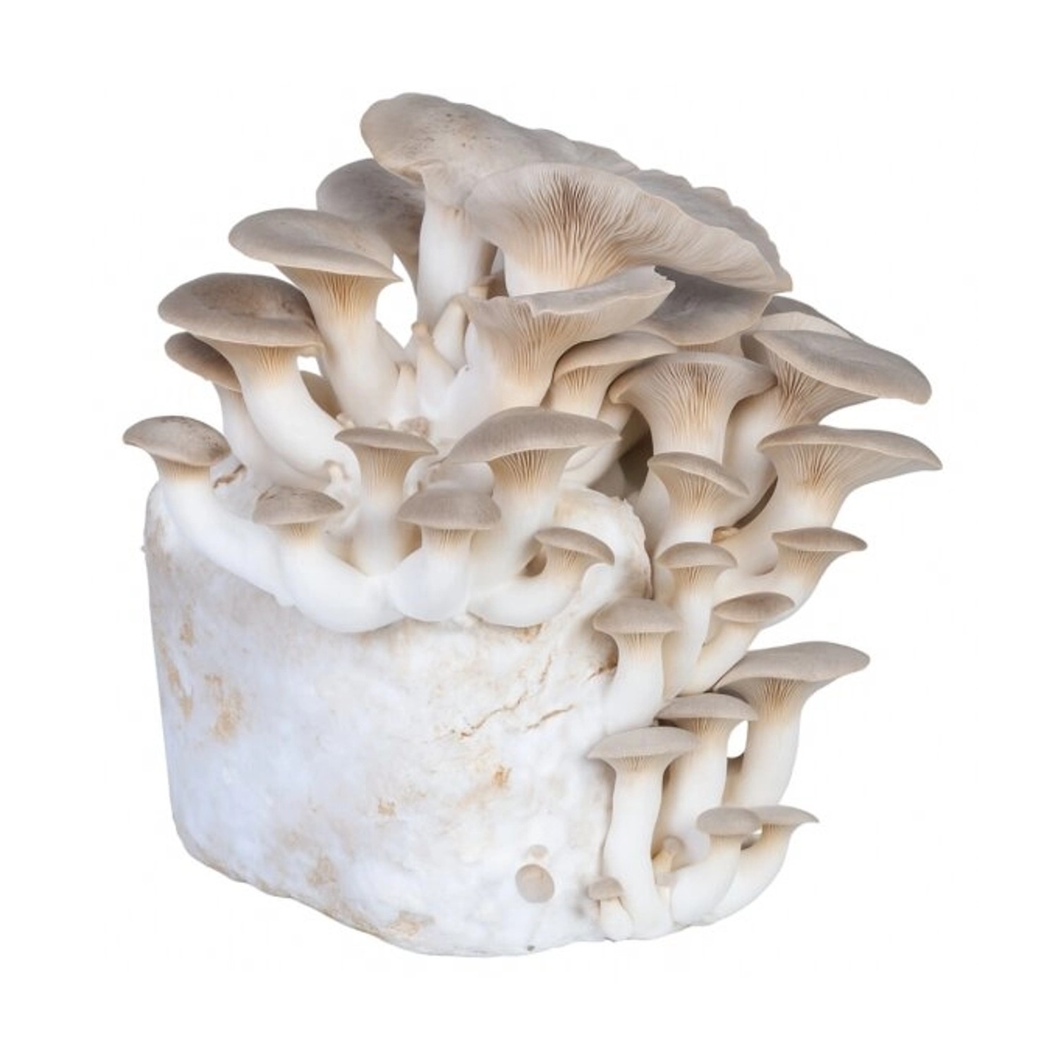 Hawlik Pilzbrut Bio Kräuterseitling Pilze Züchten Set mit Pilzkultur und An günstig online kaufen