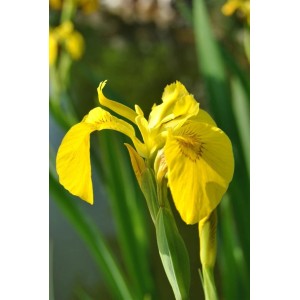 Gelbe Sumpfschwertlilie (Iris Pseudacorus) im 9x9 cm Topf, blühende Zimmerpflanze.