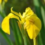 Gelbe Sumpfschwertlilie (Iris Pseudacorus) im 9x9 cm Topf, blühende Zimmerpflanze.