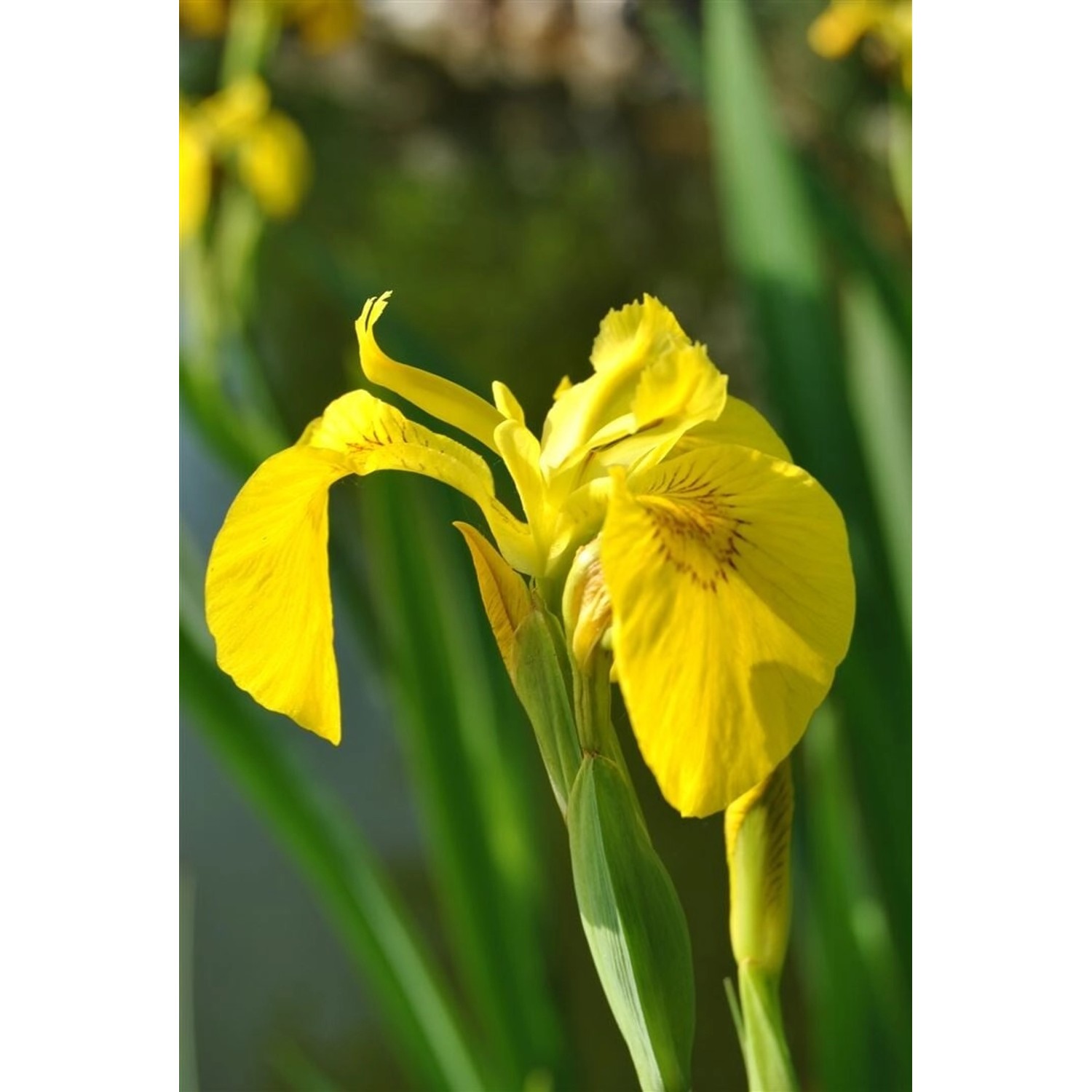 Iris Pseudacorus Sumpfschwertlilie Ca. 9x9 cm Topf günstig online kaufen