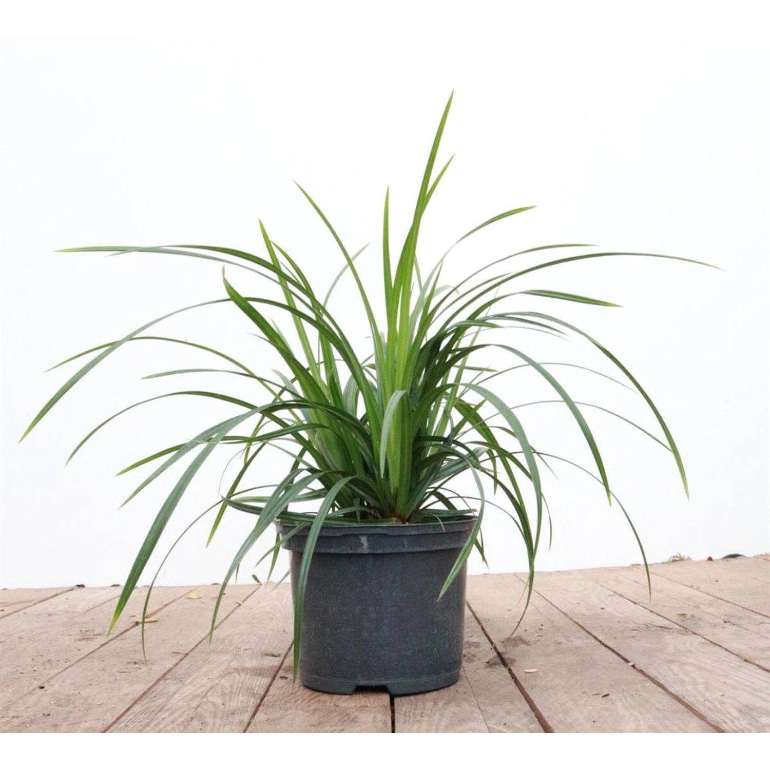 Carex Morrowii Ssp. Foliosiss. Irish Green Ca. 9x9 cm Topf günstig online kaufen