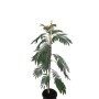 Sunny-Tree Seidenbaum Albizia Julibrissin Ombrella 150 cm Winterharter Baum mit Rosa Blüten Seidenakazie_2