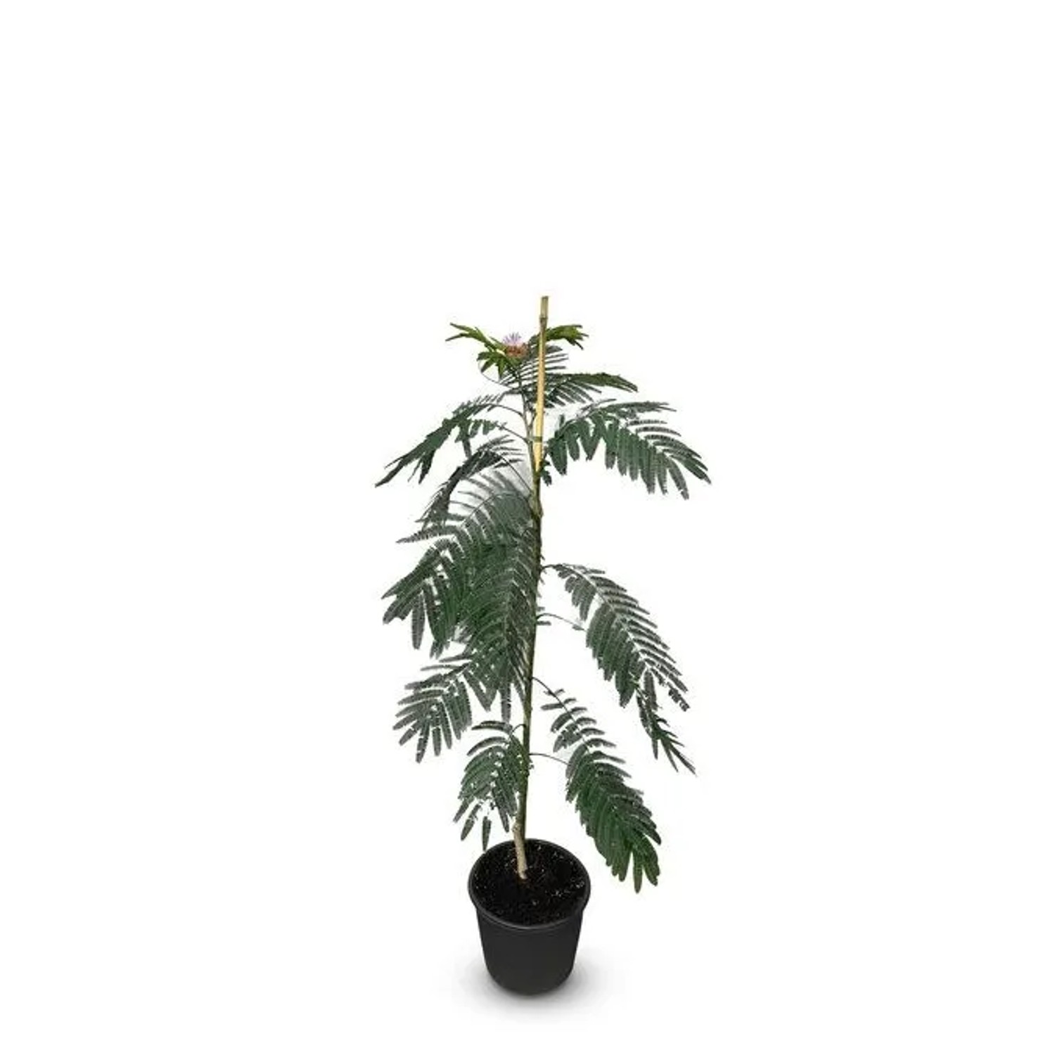 Sunny-Tree Seidenbaum Albizia Julibrissin Ombrella 150 cm Winterharter Baum mit Rosa Blüten Seidenakazie_2