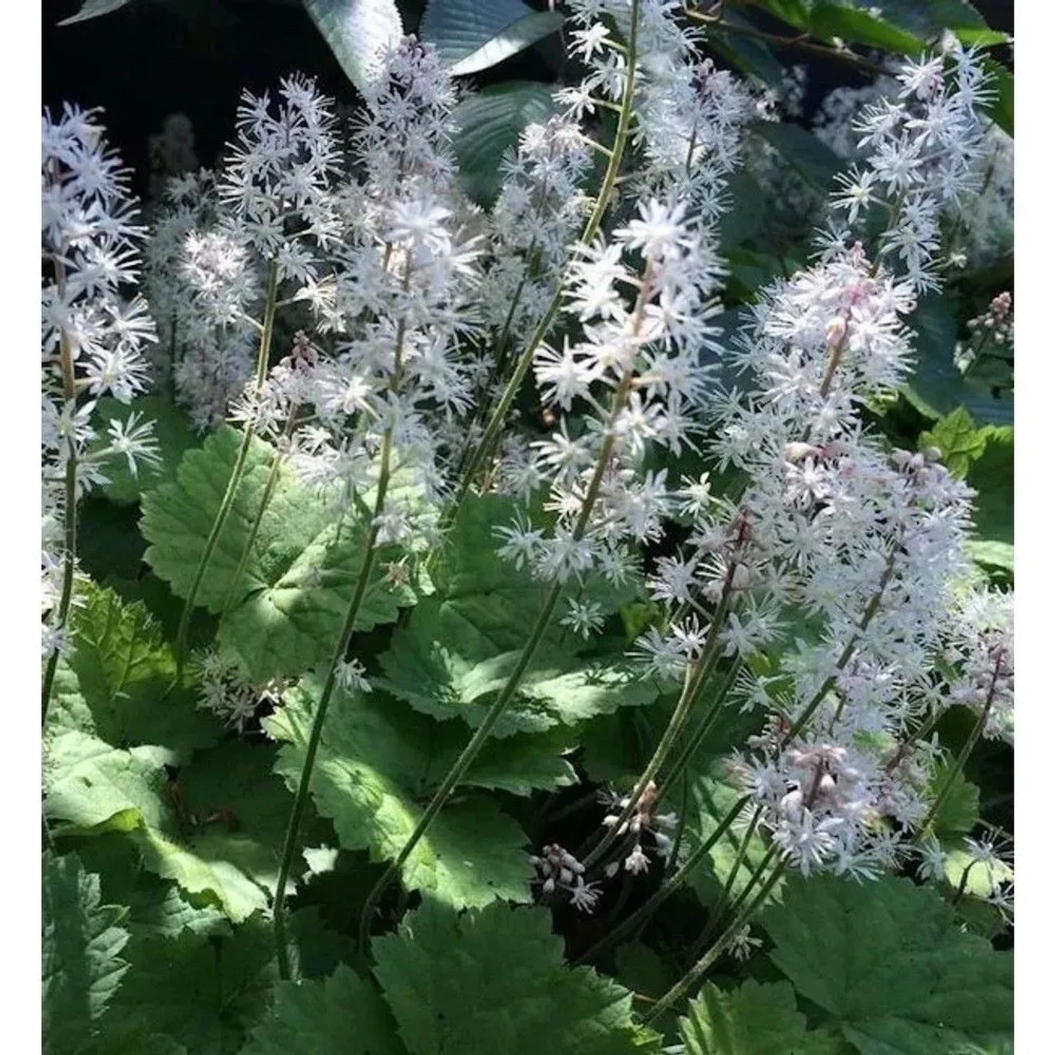 Herzblättrige Schaumblüte Moorgrün - Tiarella cordifolia