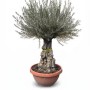 Sunny-Tree   Olivenbaum Im Dekotopf   Olea Europaea   Winterharte Olvenbaum Bonsai 200 cm   100 Jahre Alter Olivenbaum   Fruchttragend