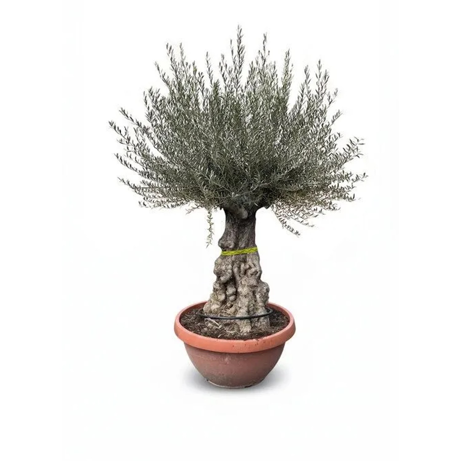 Sunny-Tree Olivenbaum Im Dekotopf Olea Europaea Winterharte Olvenbaum Bonsai 200 cm 100 Jahre Alter Olivenbaum ...