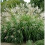 Üppiges Chinaschilf 'Silberfeder' (Miscanthus sinensis) mit silbernen Blütenständen im Garten.