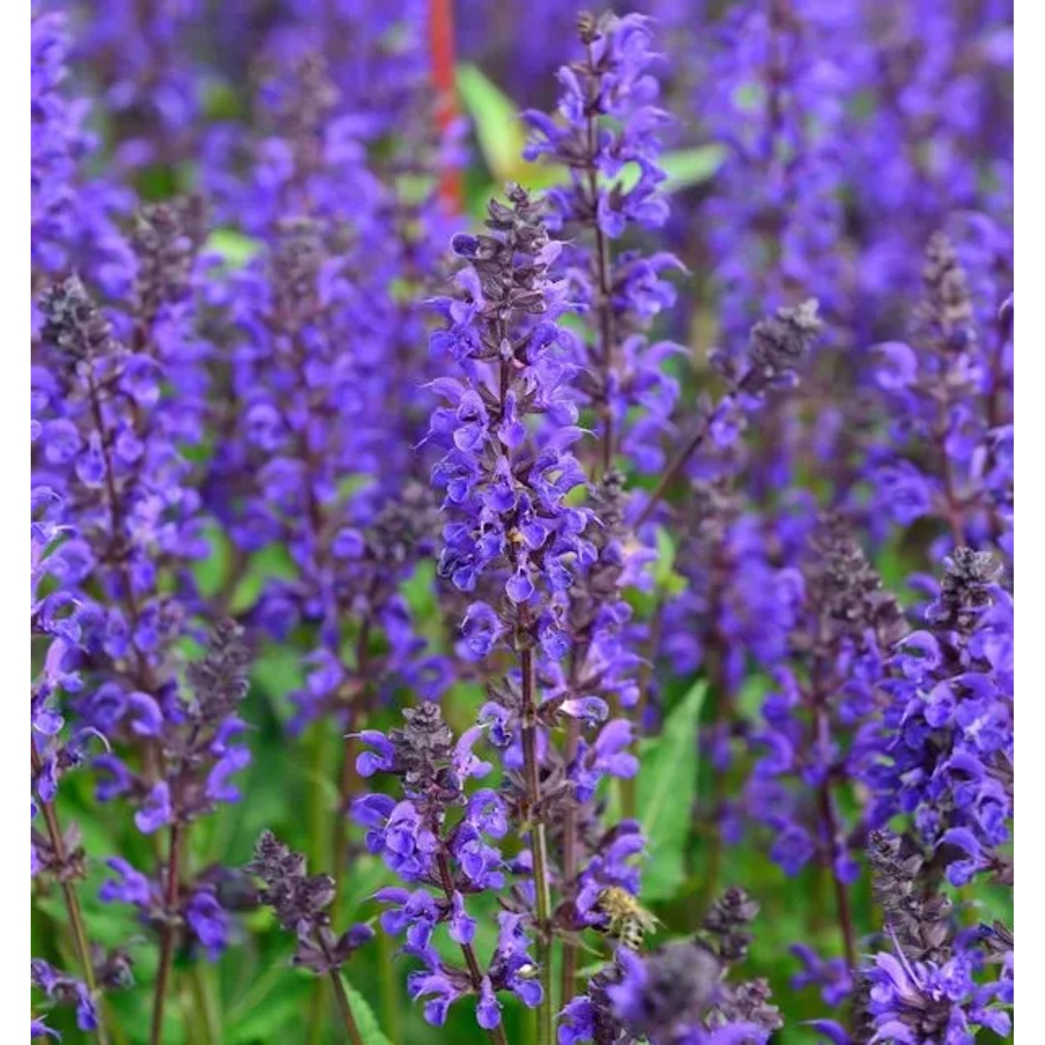Salbei Viola Klose - Salvia nemorosa