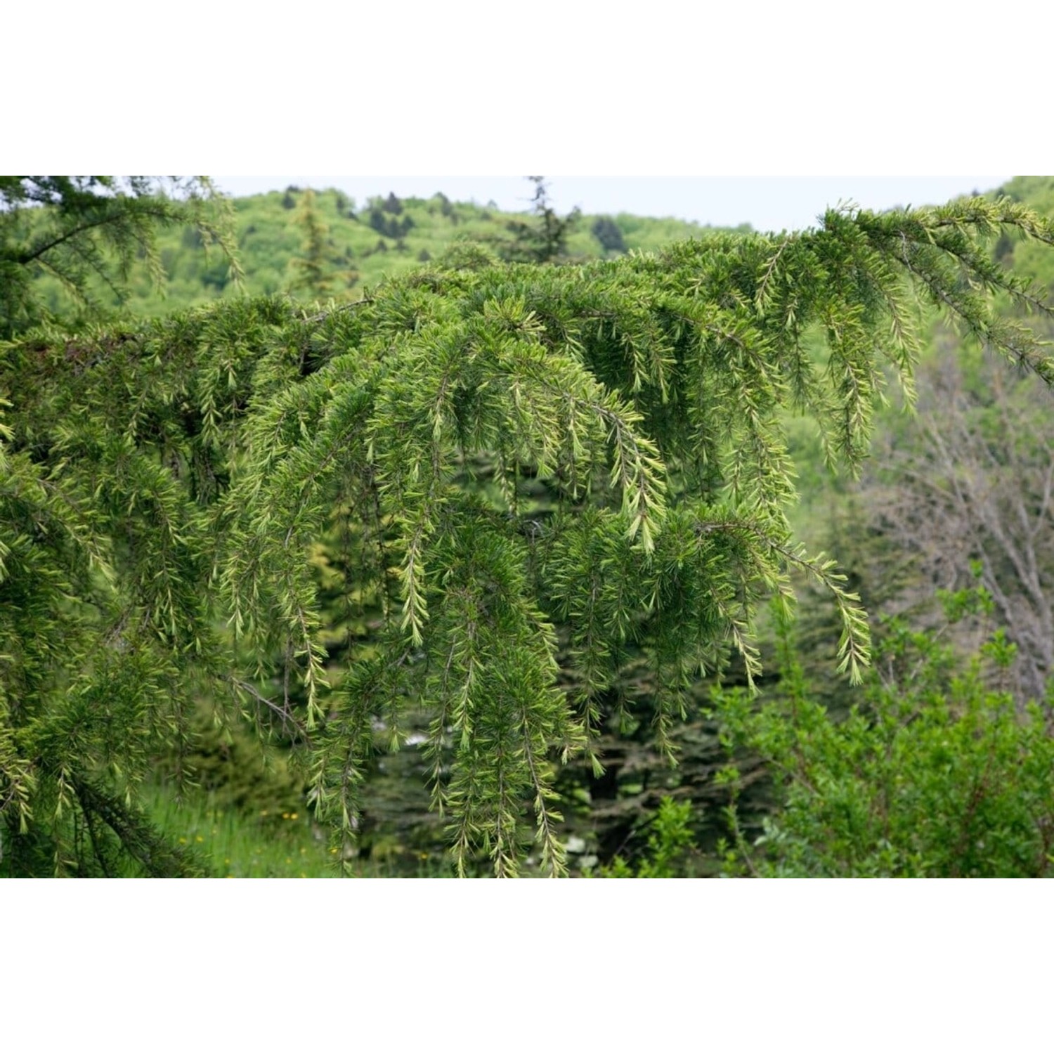 Cedrus Libani Libanon-Zeder 60–80 cm günstig online kaufen