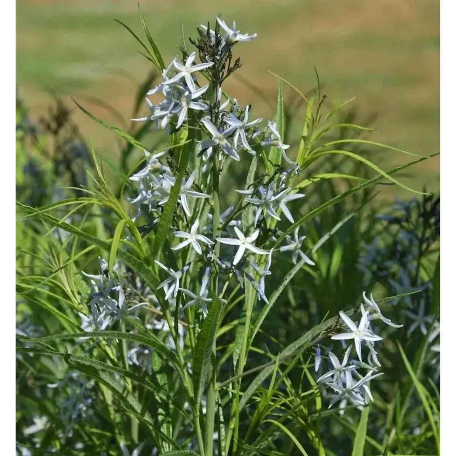 Dolden Röhrenstern - Amsonia tabernaemontana