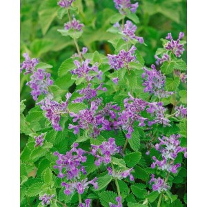 Blühende Katzenminze (Nepeta Racemosa) im 9x9 cm Topf. Blaue Blüten und grüne Blätter.