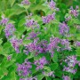 Blühende Katzenminze (Nepeta Racemosa) im 9x9 cm Topf. Blaue Blüten und grüne Blätter.