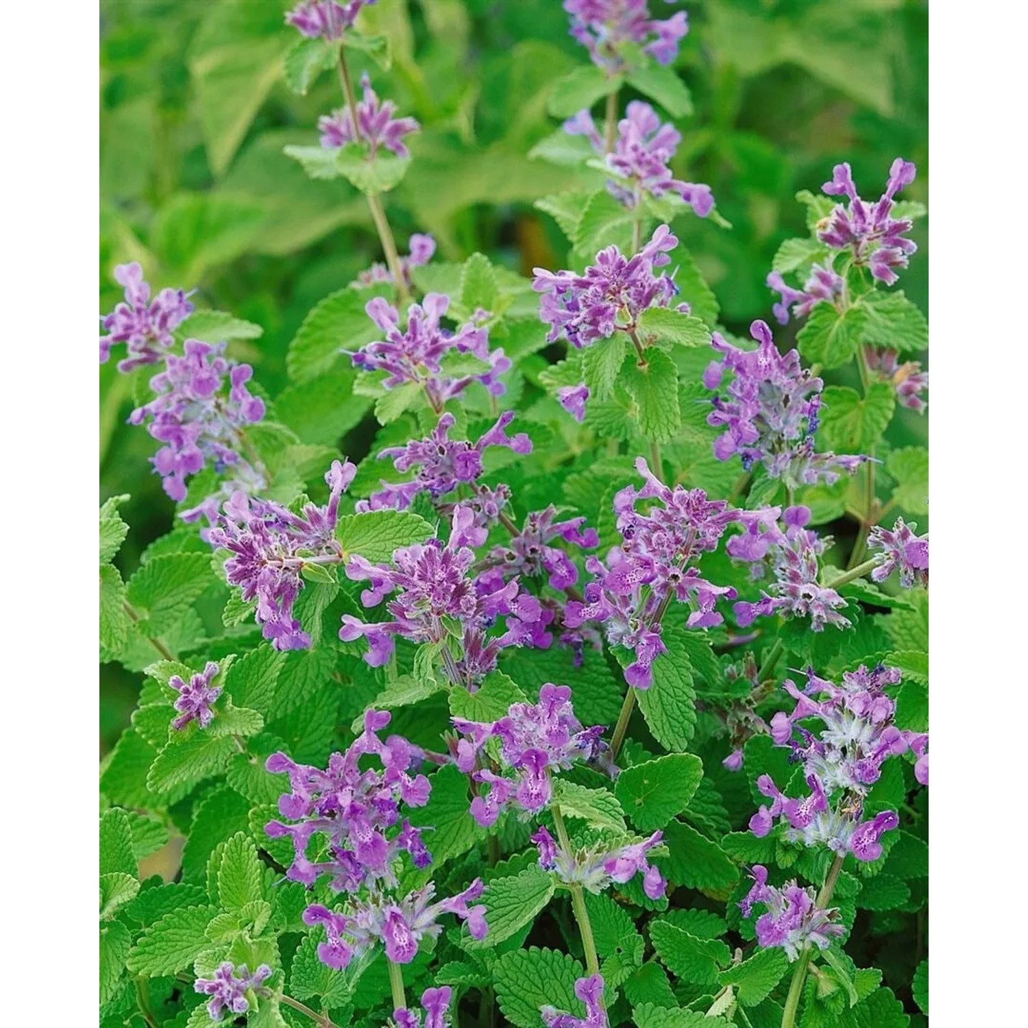 Blühende Katzenminze (Nepeta Racemosa) im 9x9 cm Topf. Blaue Blüten und grüne Blätter.