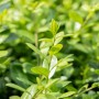 Nahaufnahme der grünen Blätter einer Ilex Crenata Rotundifolia (Japanische Stechpalme).