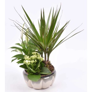 Herbstliches Zimmerpflanzen-Arrangement mit Kalanchoe, Drachenbaum und Einblatt im Kürbis-Topf.