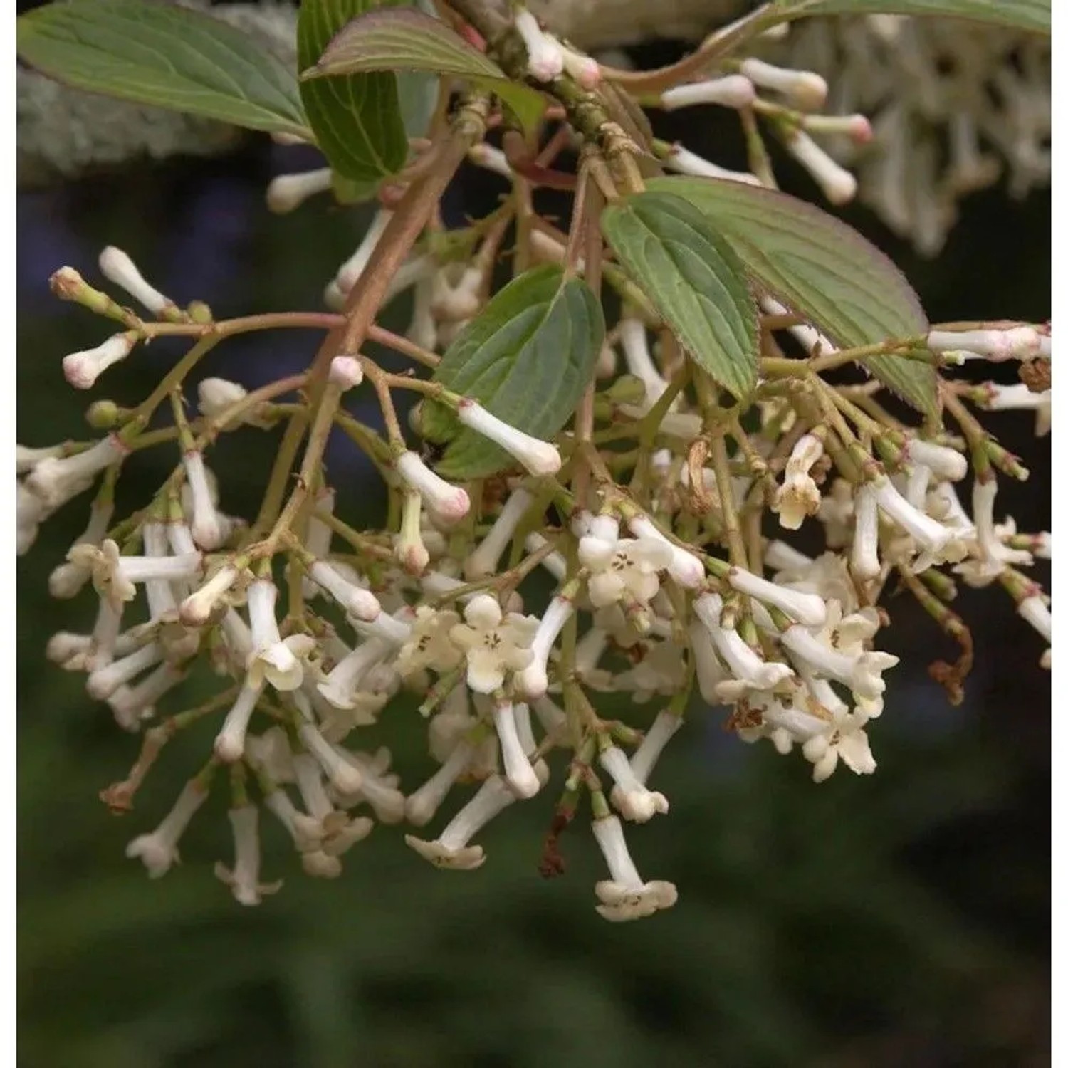 Schneeball Eskimo 30-40cm - Viburnum erubes