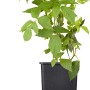 Junge Bio Himbeerpflanze 'Heritage Rot' im Topf, ca. 20-30 cm hoch.