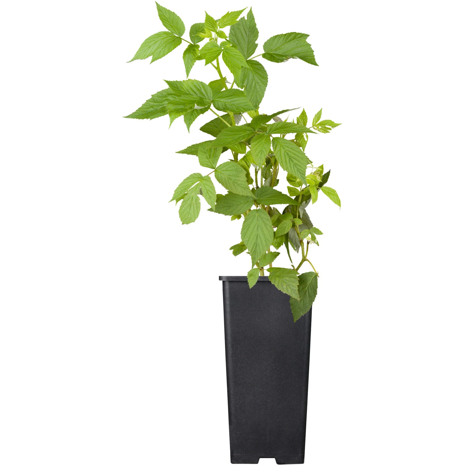 GROW by OBI Himbeere Heritage Rot Höhe ca. 20 - 30 cm Topf ca. 2 l Rubus günstig online kaufen