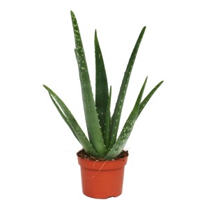 Aloe Vera Sukkulente, ca. 3 Jahre alt, im 12cm Topf. Zimmerpflanze mit grünen Blättern und weißen Punkten.