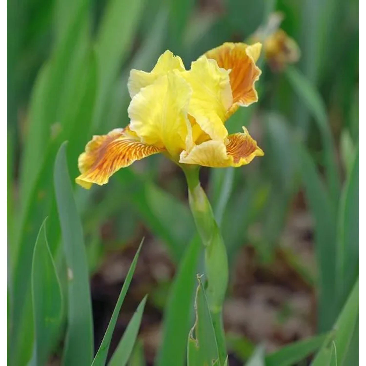Mittelhohe Schwertlilie Golden Muffin - Iris barbata