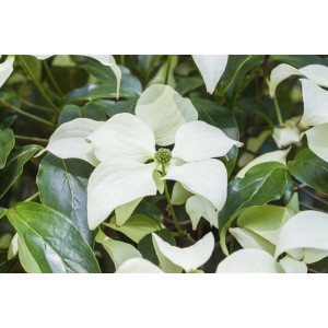 Nahaufnahme: Chinesischer Blumen-Hartriegel 'Schmetterling' mit weißen Blüten und grünen Blättern.