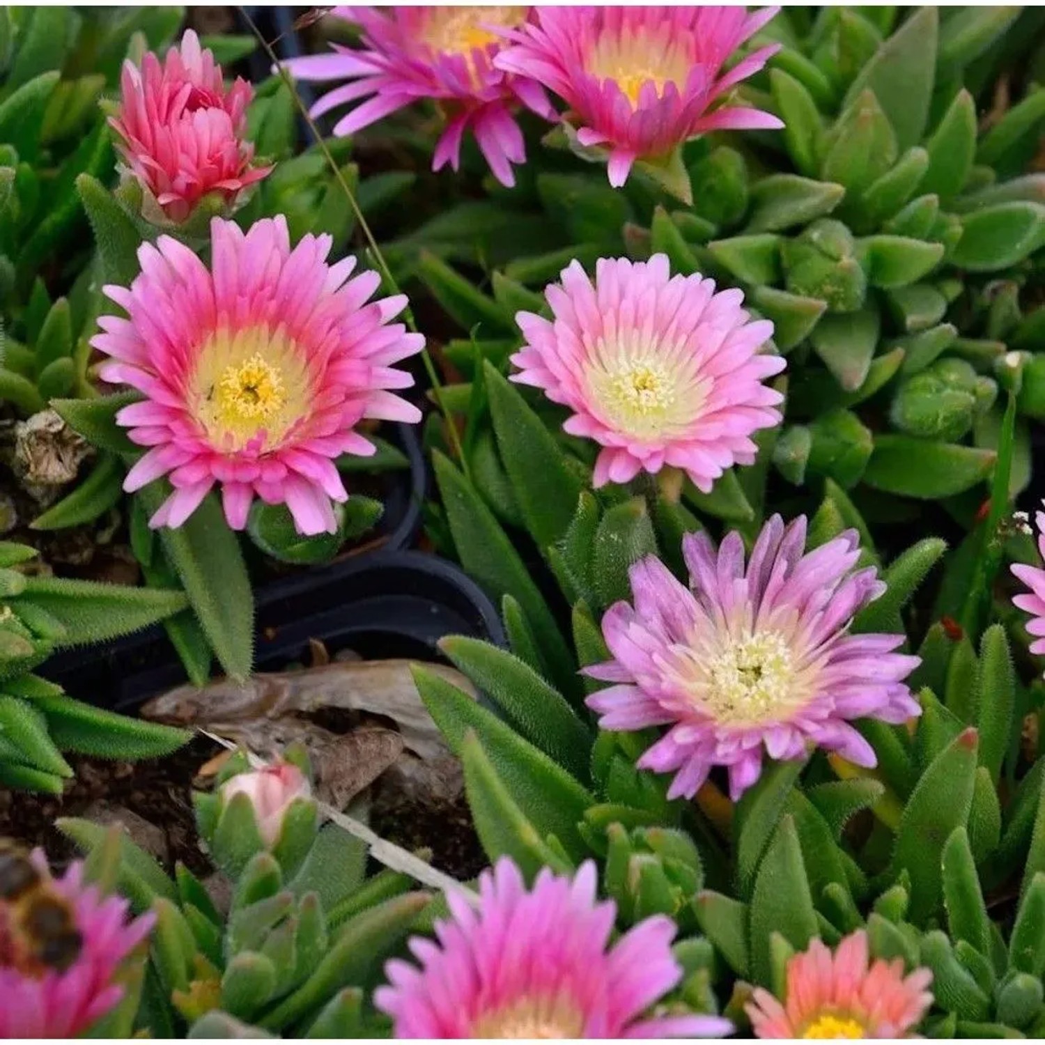 Violettes Mittagsblümchen Peach Star - Delosperma sutherlandii